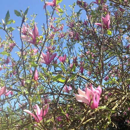 リッコ・デル・ゴルフォ・ディ・スペーツィアLa Magnoliaアパートメント エクステリア 写真